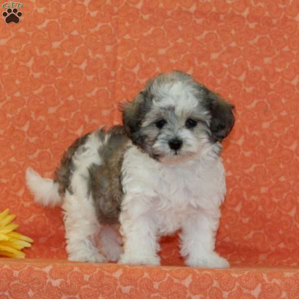 Reba Dawn, Maltipoo Puppy